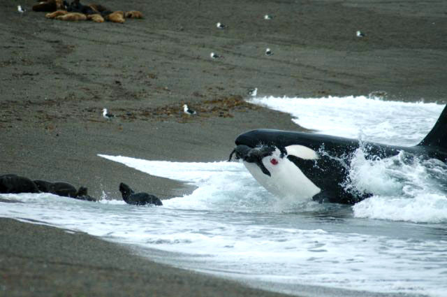 Orca bei der Robbenjagd